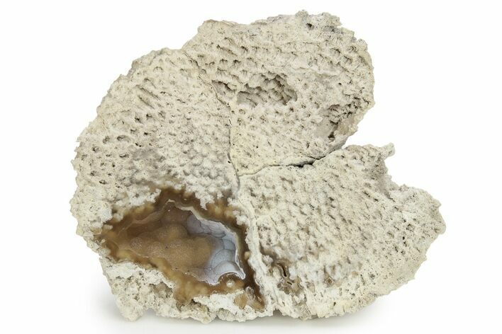 5 7 Agatized Fossil Coral Geode Florida 256510 For Sale